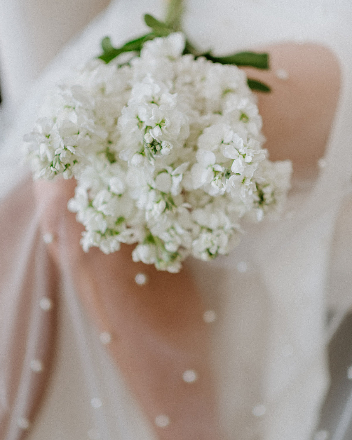 Paige Veil (Cathedral)